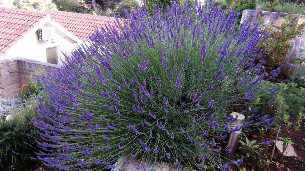 Appartementhaus Elena Apartment Jelsa (Hvar)